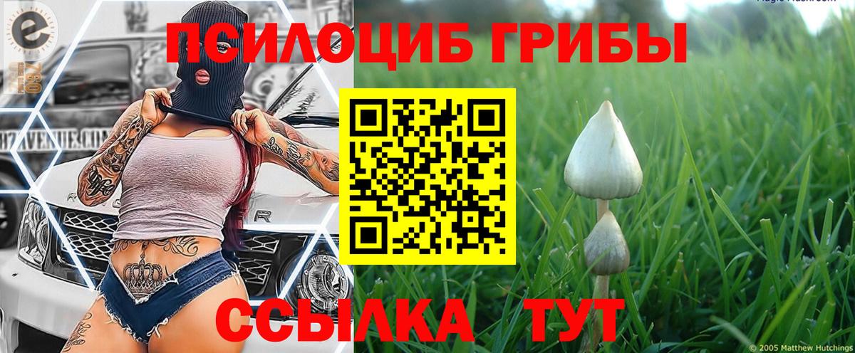 Унеча  Галлюциногенные грибы Cubensis  Галлюциногенные грибы мицелий  Вход с VPN 